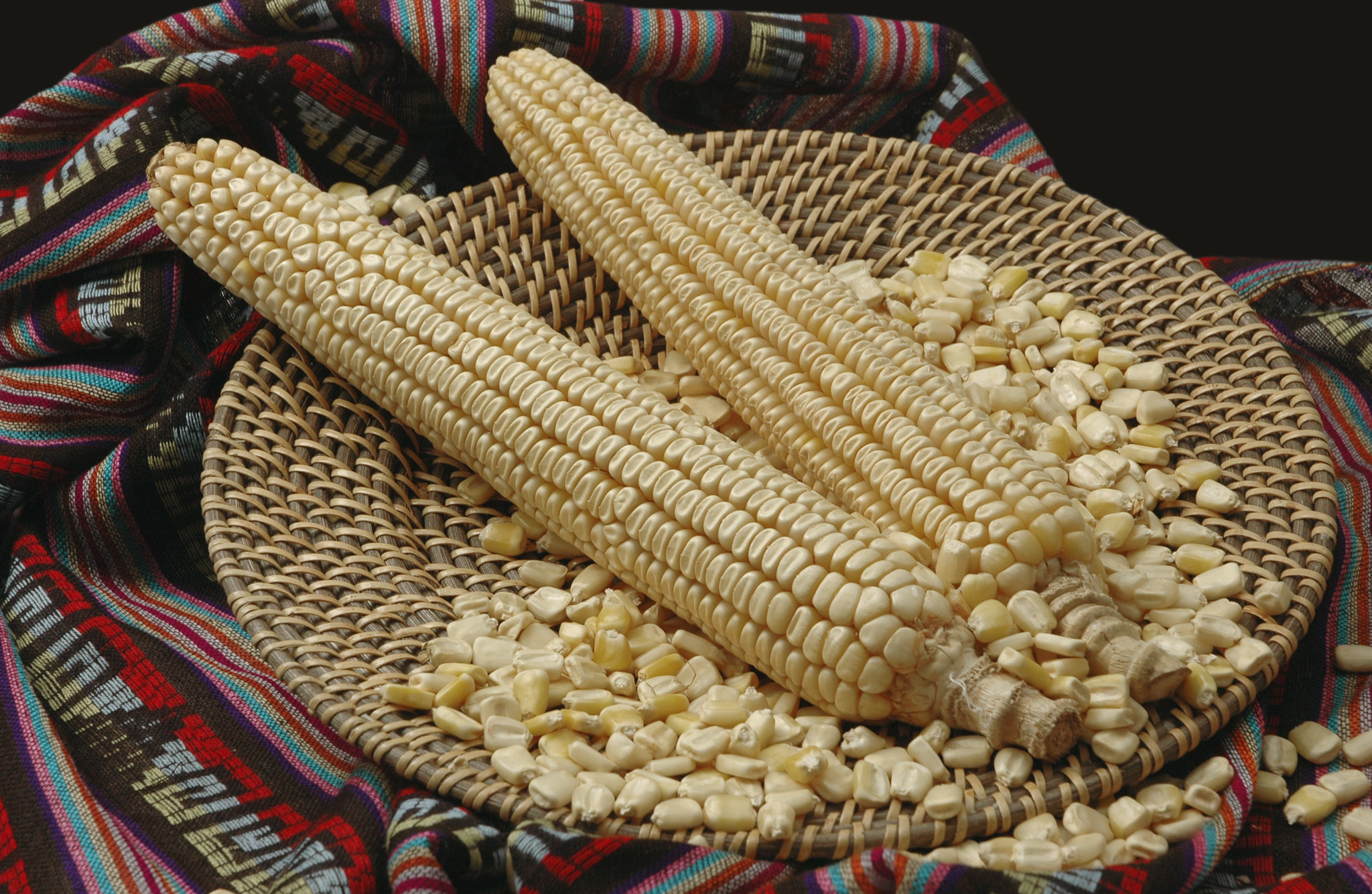 Maize ears and seed of the Mexican "Jala" landrace, native to the town of Jala, in the state of Nayarit. It is dent in type and white in color. This landrace is famous for producing the longest maize ears in the world. (Photo: CIMMYT)