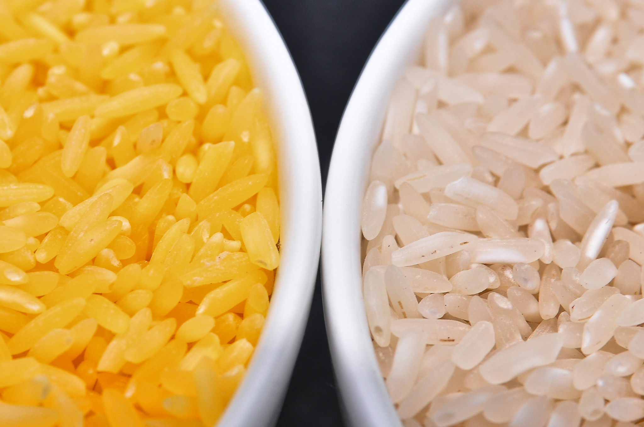 Golden Rice grain (left) compared to white rice grain. Golden Rice is unique because it contains beta carotene, giving it a golden color. (Photo: IRRI)