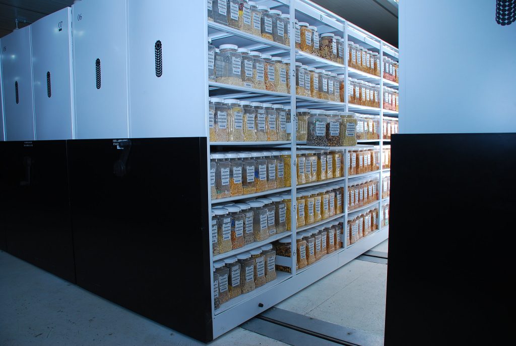 Shelves filled with maize seed samples make up the maize active collection in the Wellhausen-Anderson Plant Genetic Resources Center at CIMMYT's global headquarters in Texcoco, Mexico. Disaster-proof features of the bank include thick concrete walls and back-up power systems. (Photo: Xochiquetzal Fonseca/CIMMYT)
