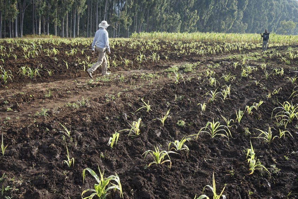 Researchers visit maize fields in Ethiopia's Wondo Genet Agricultural Research Center. (Photo: Peter Lowe/CIMMYT)