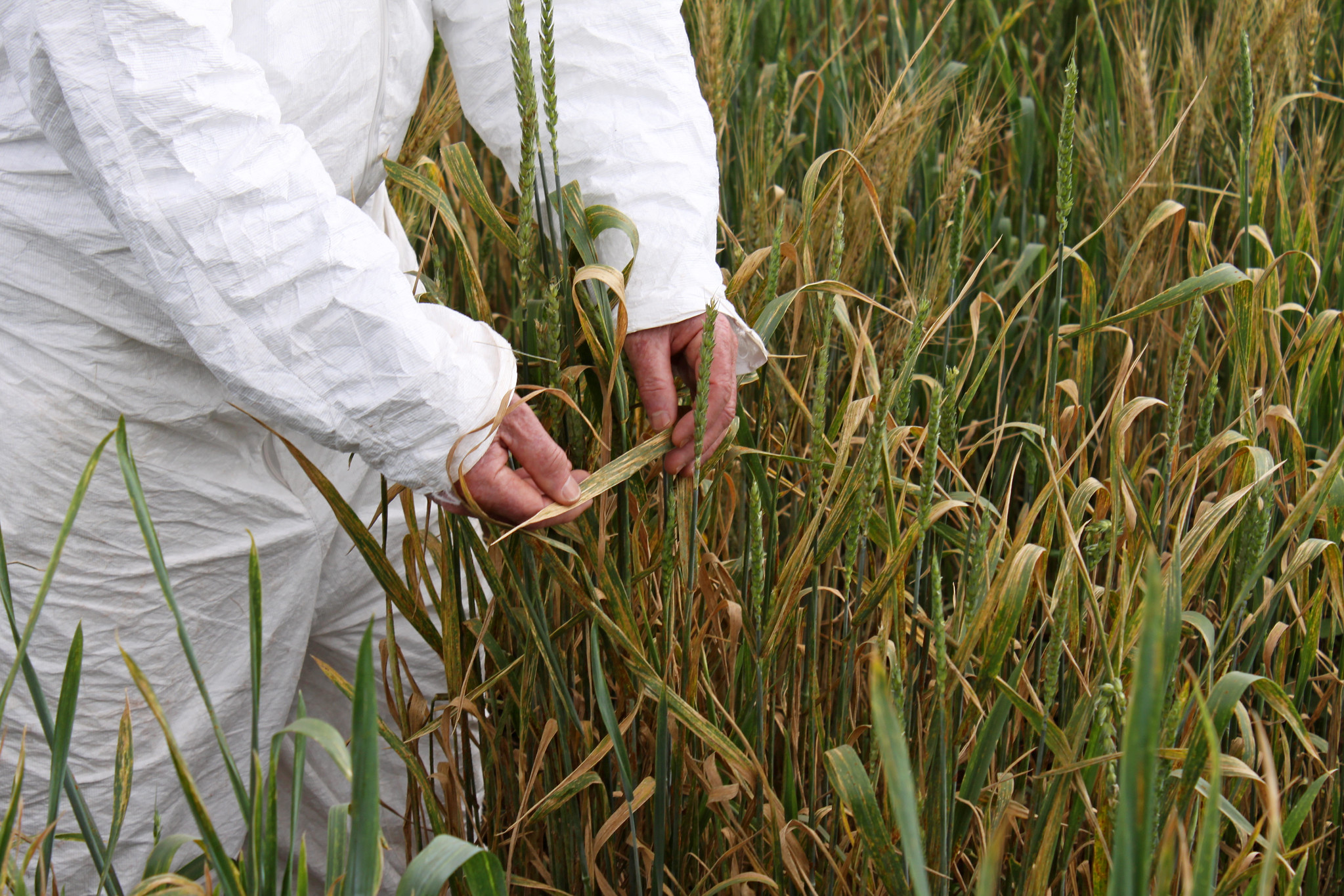 Wheat rust expert Bob McIntosh, of the Plant Breeding Institute, University of Sydney, Australia, examining rust symptoms on a wheat line in Kenya. (Photo: Petr Kosina/CIMMYT)
