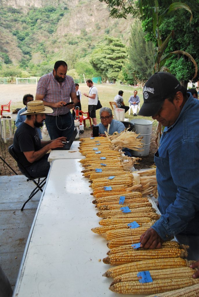 Setting up the contest entries in Coapan: (l-r) Cristian Zavala of the CIMMYT maize genebank recording data; Rafael Mier from Fundacion Tortillas de Maiz Mexicana; Victor Vidal, INIFAP collaborator and judge of the contest; and Alfredo Segundo of the CIMMYT maize genebank. (Photo: Denise Costich/CIMMYT)