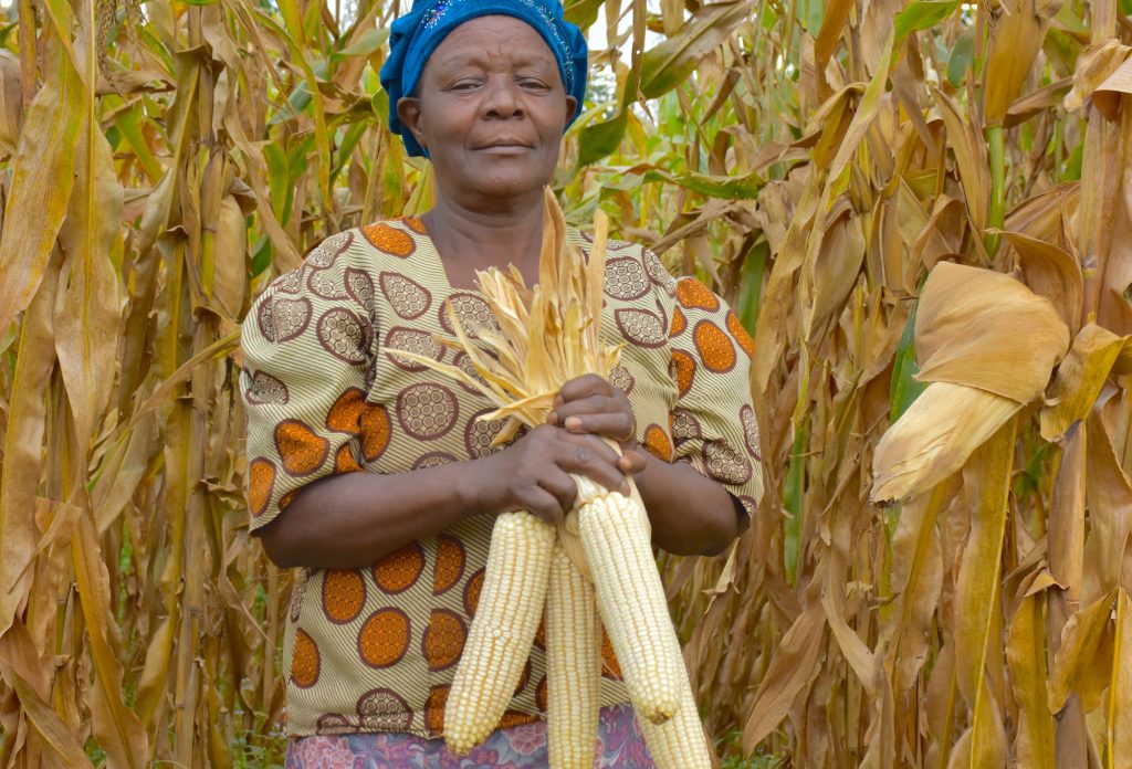 Alice Nasiyimu holds four large cobs of maize harvested at her family farm in Bungoma County, in western Kenya. (Photo: Joshua Masinde/CIMMYT)