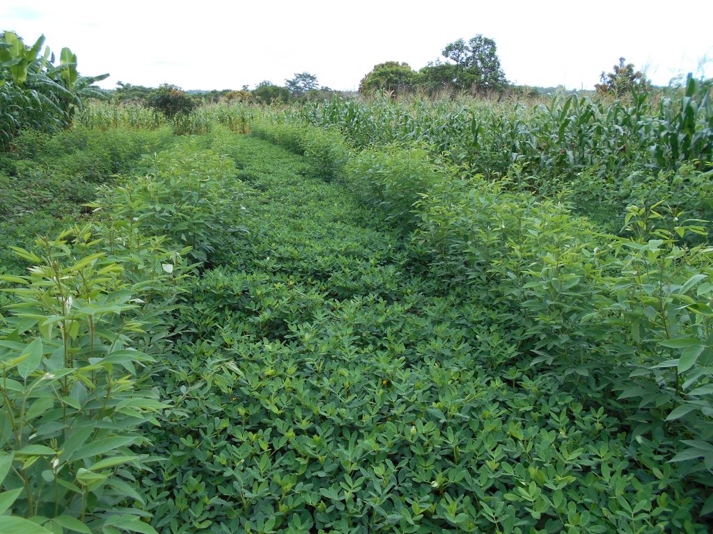 Groundnuts and pigeon peas grow under the double-up legume system in Mary Twaya’s conservation agriculture plot. (Photo: Christian Thierfelder/CIMMYT)