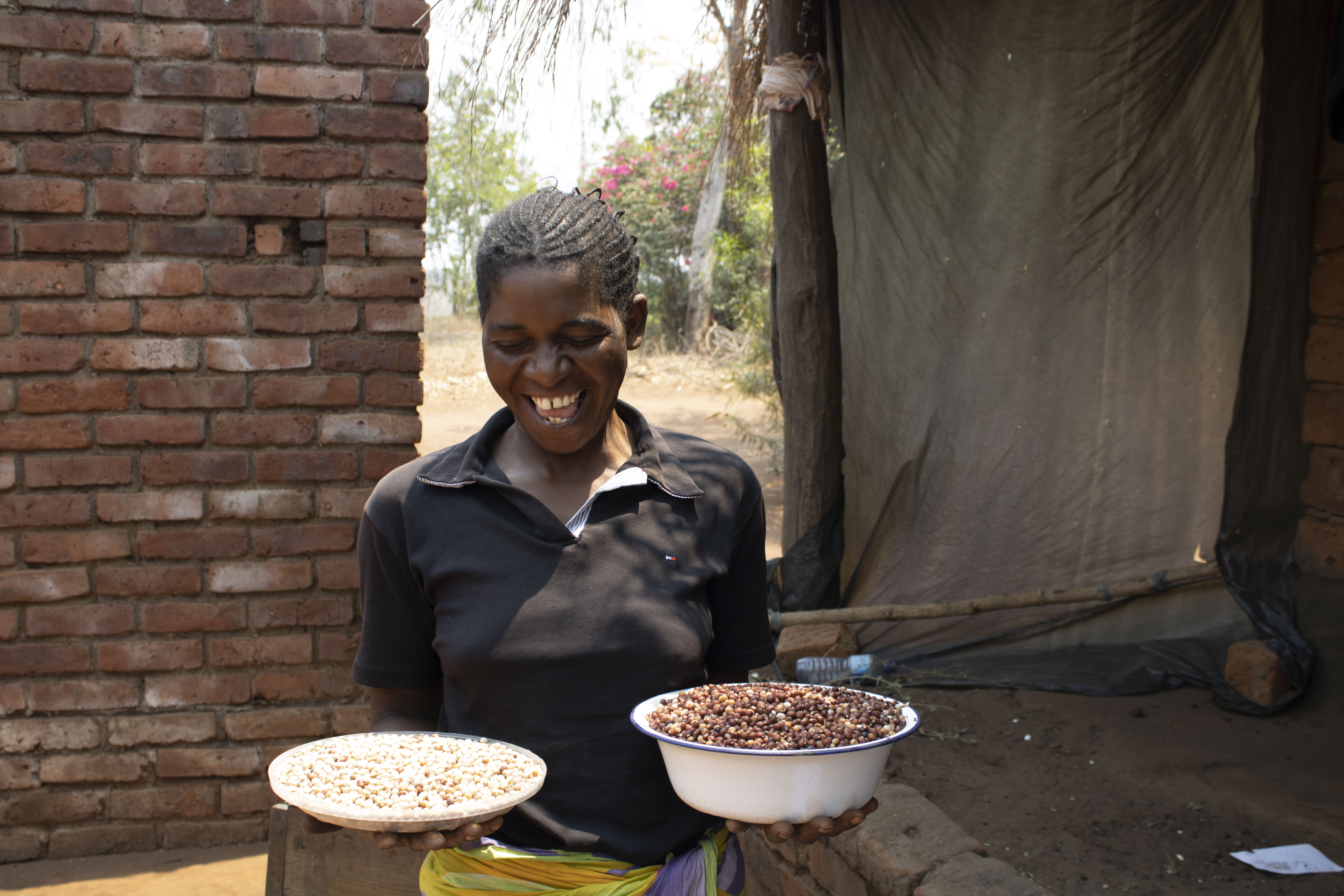 Background image for CIMMYT