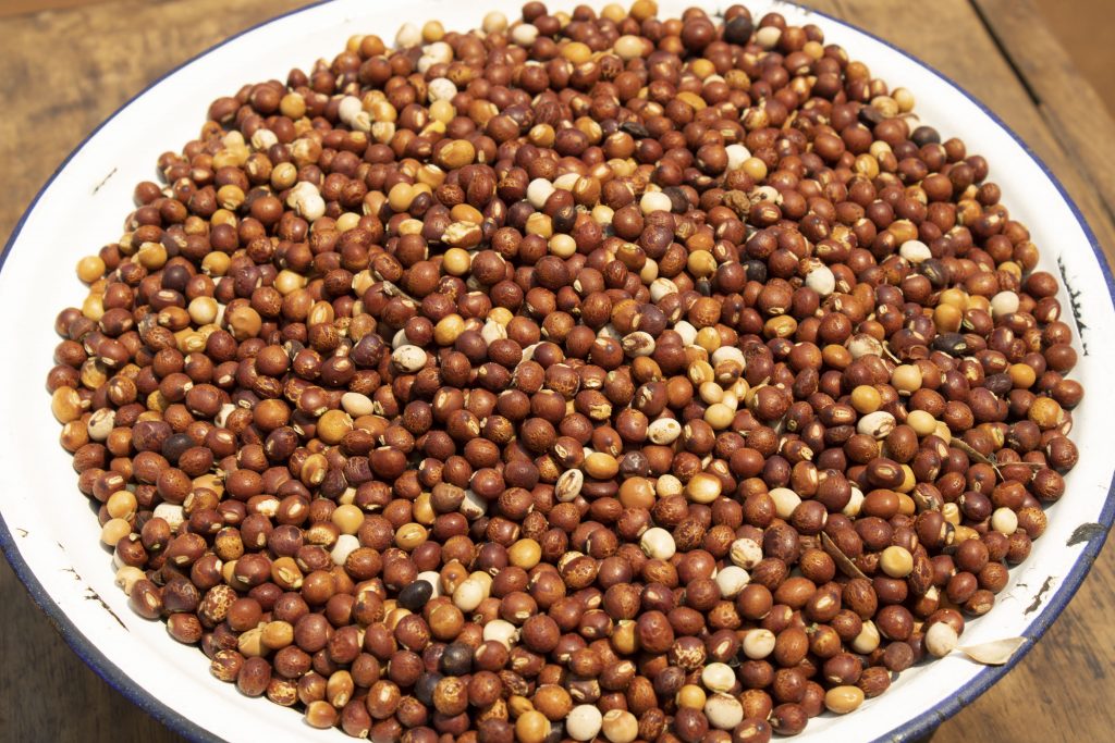 A plate full of pigeon peas harvested from Mary’s plot in Lemu, Malawi. Pigeon pea grain has a high protein content of 21-25%, making it a valuable food for many families who cannot afford dairy and meat. (Photo: Shiela Chikulo/CIMMYT)