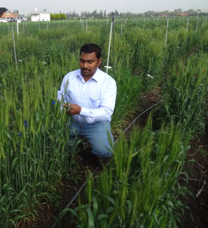 Velu Govindan examines wheat in the field.