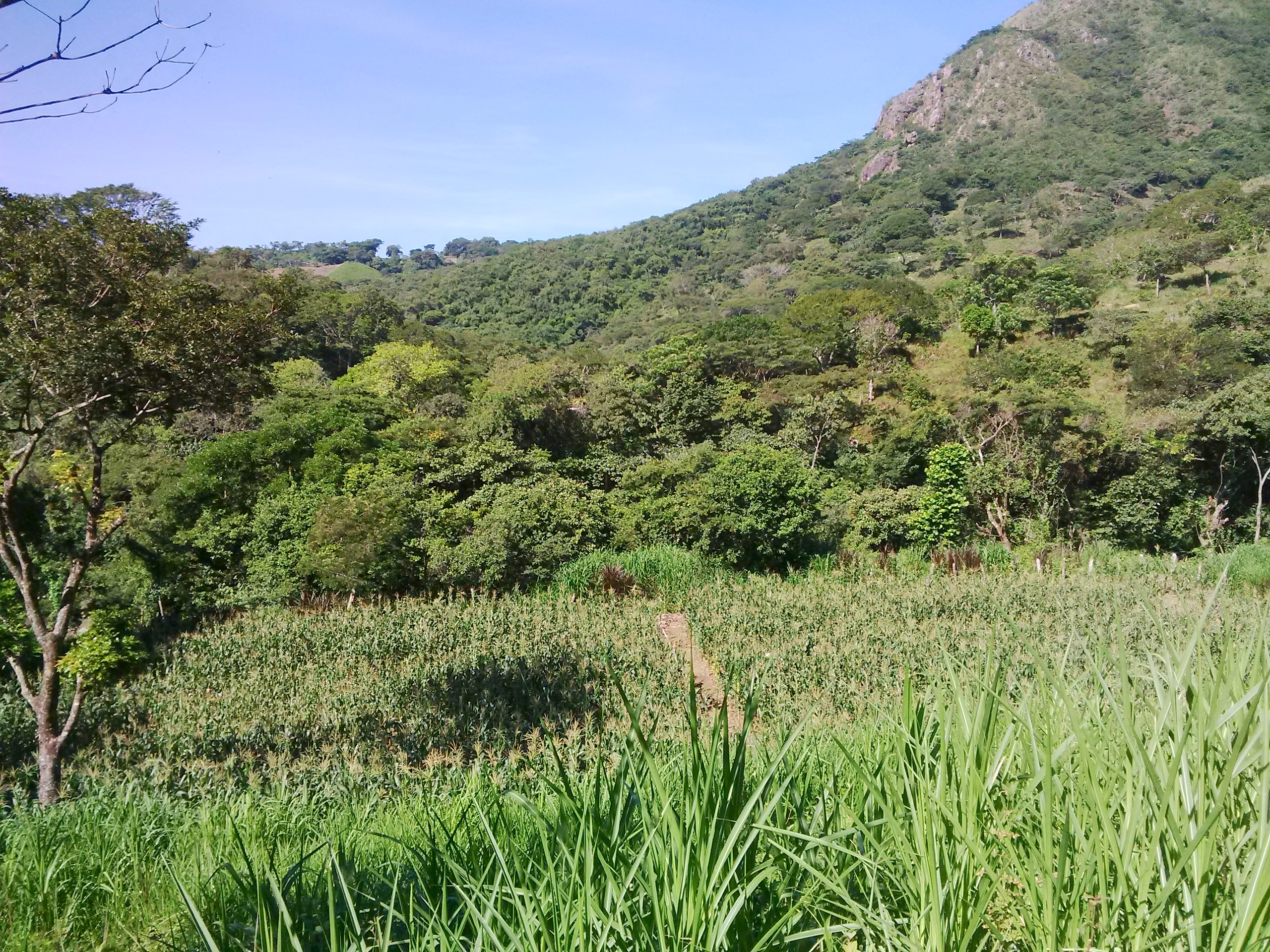 General view of the experimental field in Lempira, Honduras. (Photo: Nele Verhulst/CIMMYT)