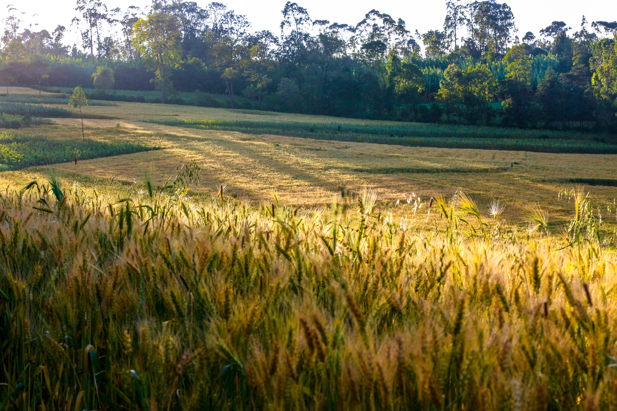 A wheat field in Ethiopia. (Photo: Apollo Habtamu/ILRI)