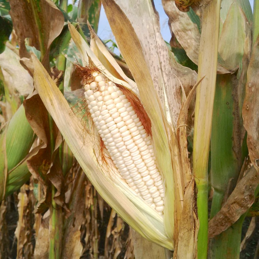 A maize cob in La Libertad, El Salvador, shows kernels affected by tar spot complex which have not filled completely (Photo: Nele Verhulst/CIMMYT)