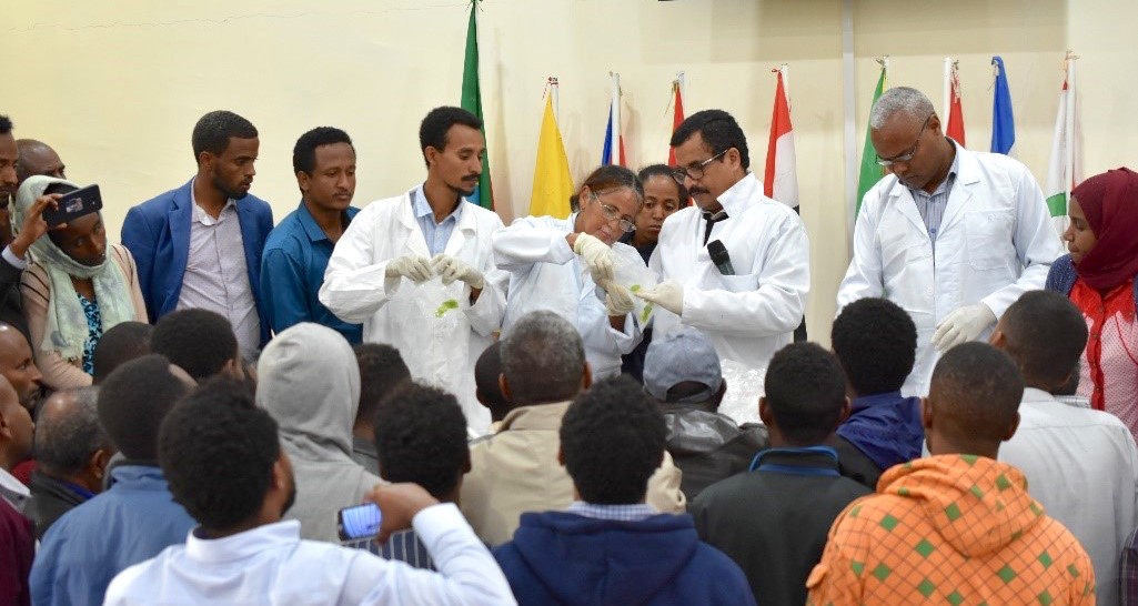 L.M. Suresh (center-right), Maize Pathologist at CIMMYT and Head of the MLN Screening Facility, facilitates a training on MLN with national partners. (Photo: CIMMYT)