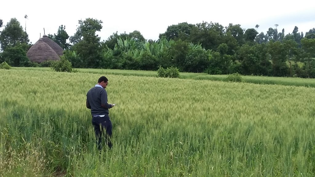 One of the researchers behind the study, Yoseph Alemayehu, carries out a field survey in Ethiopia by mobile phone. (Photo Dave Hodson/CIMMYT)