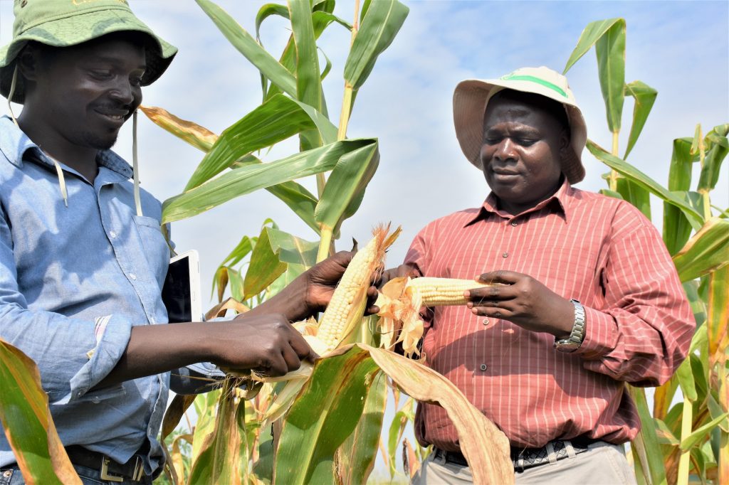 Godfrey Asea (right), director of the National Crops Resources Research Institute (NaCRRI), and Uganda’s National Agricultural Research Organization (NARO) maize breeder, Daniel Bomet, visit an improved maize plot at NARO’s Kigumba Station, in central Uganda. (Photo: Joshua Masinde/CIMMYT)