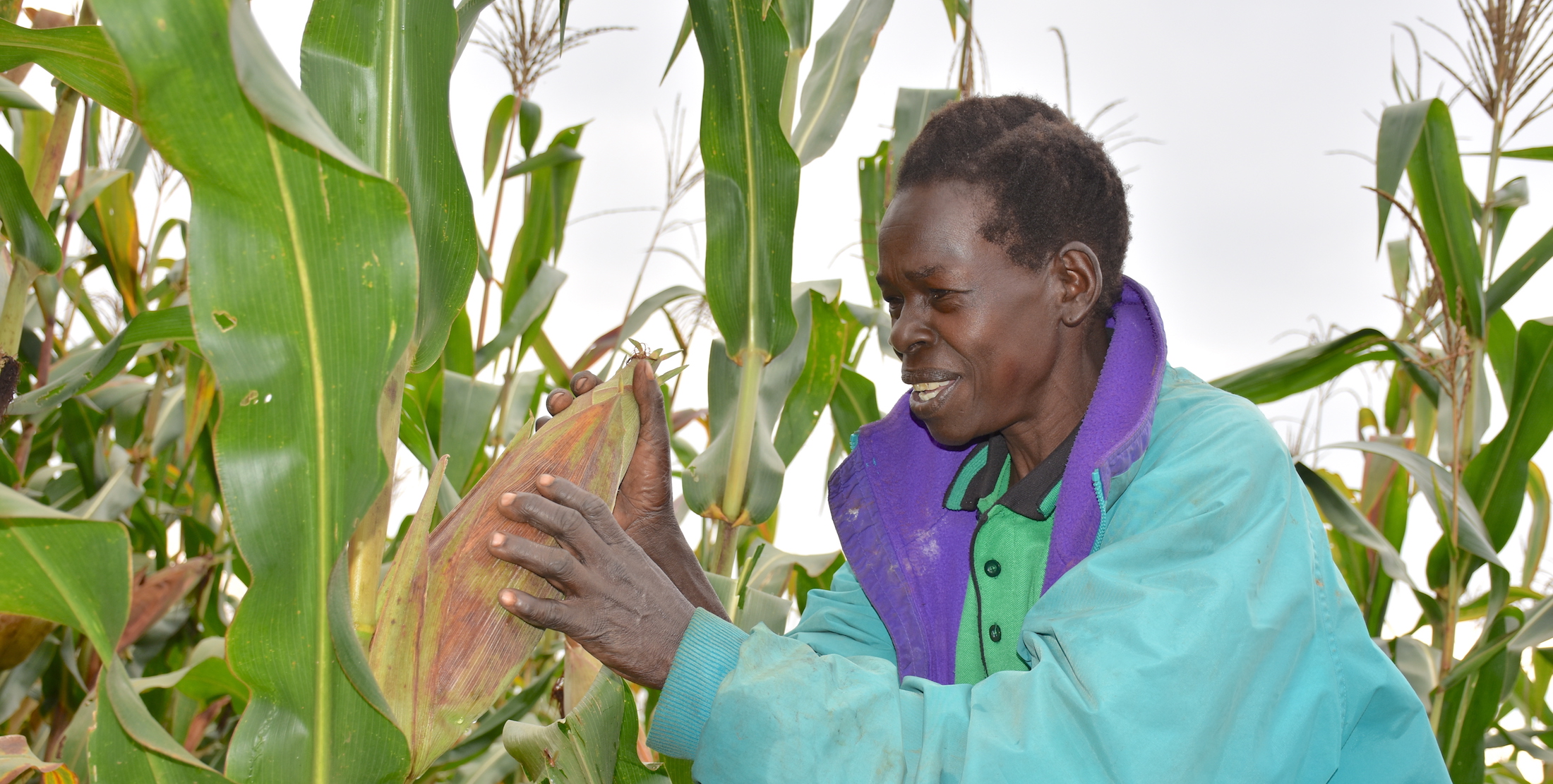 Dorine Akoth, a smallholder demo plot farmer in Gulu, northern Uganda, shows a maize plant on her plot on which she has planted several varieties that have passed through CIMMYT’s breeding pipeline. (Photo: Joshua Masinde/CIMMYT)