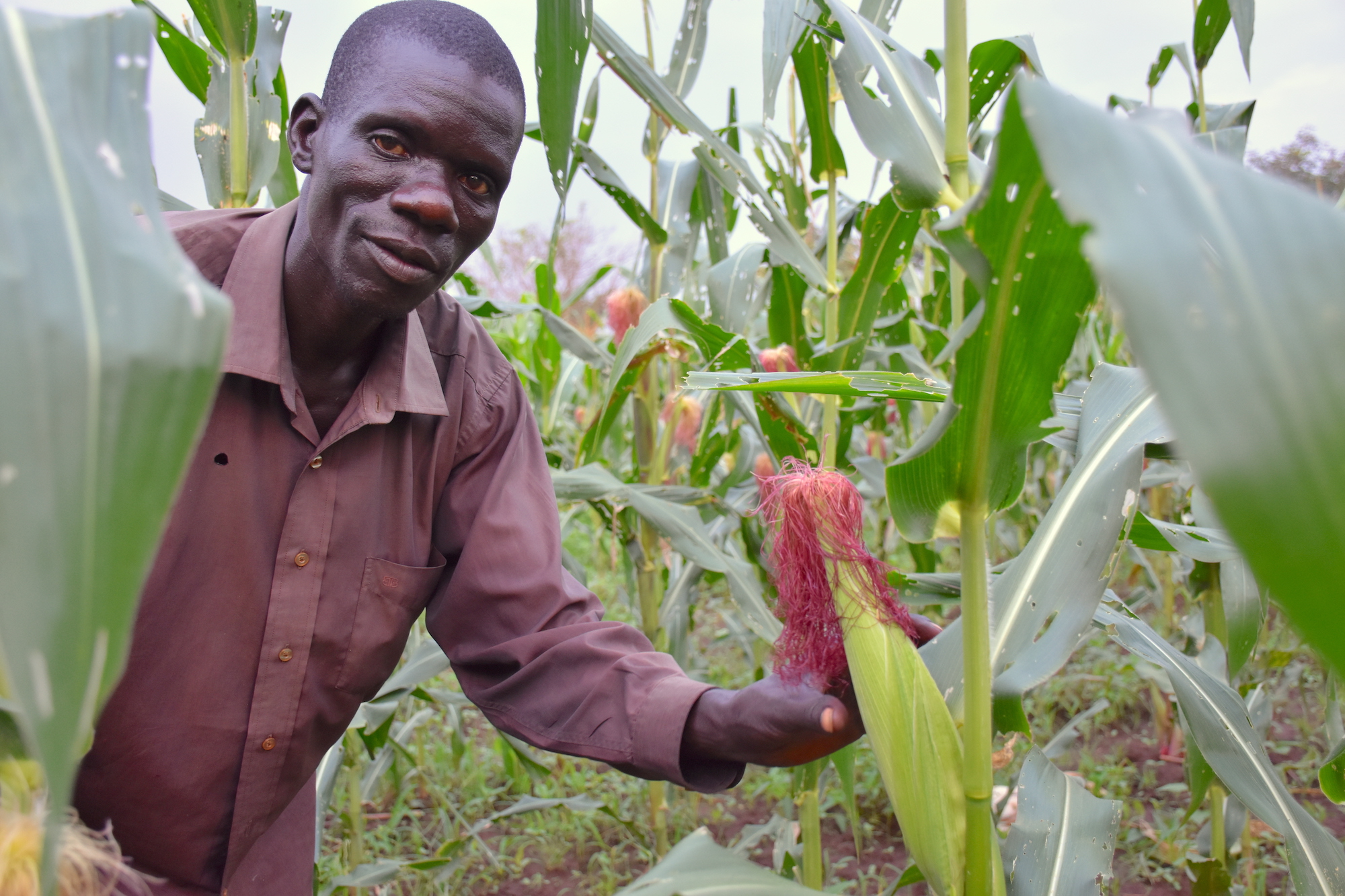 Geoffrey Ochieng’, a smallholder farmer from northern Uganda. He plants the UH5051 variety on his land. (Photo: Joshua Masinde/CIMMYT)