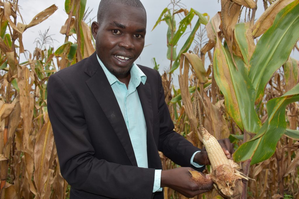 Aniku Bernard, Farm Manager, examines a maize cob at the foundation seed farm located inside the Lugore Prison premises. (Photo: Joshua Masinde/CIMMYT)