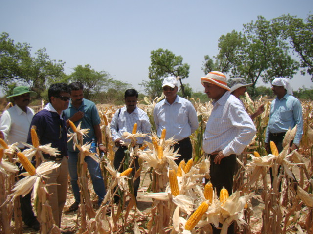 Agriculture officers and scientists from the University of Agricultural Sciences observe the performance of MHM4070 in drought-stressed field in Gadag district of Karnataka, India. (Photo: UAS-R)