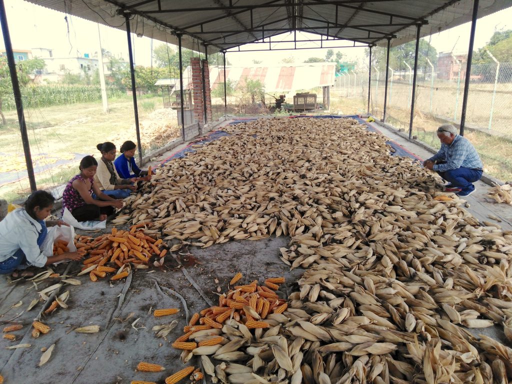 Lumbini Seeds staff sorts cobs of hybrid seed. (Photo: Lumbini Seeds)