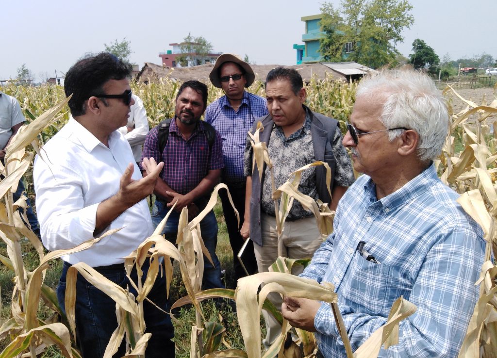 Scientists from CIMMYT and Nepalās National Maize Research Program (NMRP) talk to Lumbini Seeds staff at their hybrid seed production plot in Bairawah, Nepal. (Photo: Lumbini Seeds)