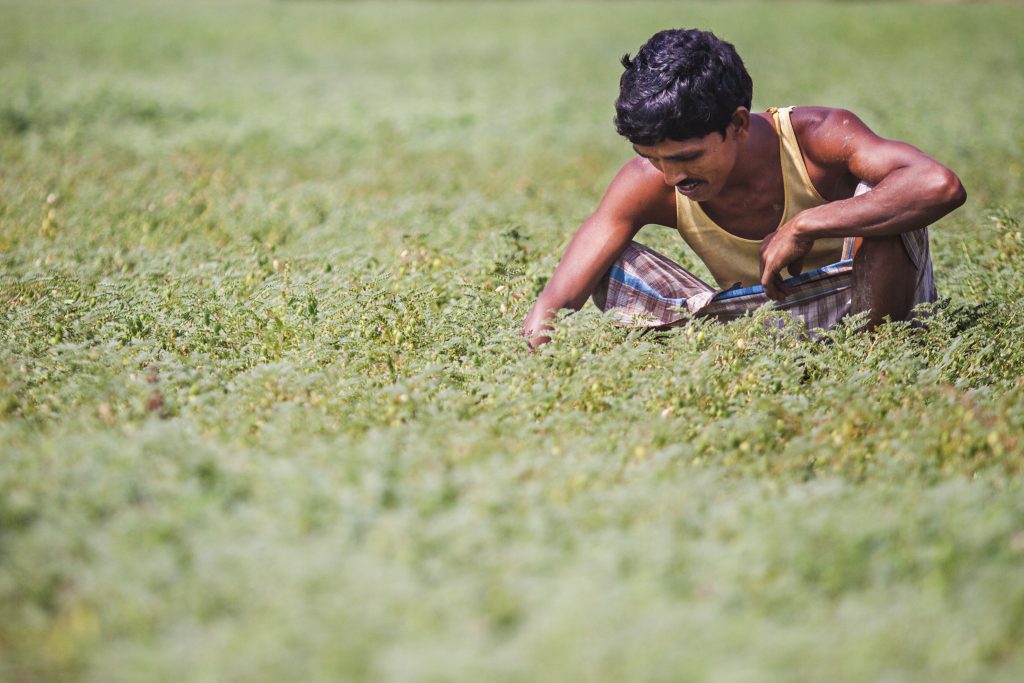 Hafiz Uddin, a farmer from Ulankhati, Tanpuna, Barisal, Bangladesh. He used seeder fertilizer drills to plant mung beans on one acre of land, which resulted in a better yield than planting manually. (Photo: Ranak Martin)
