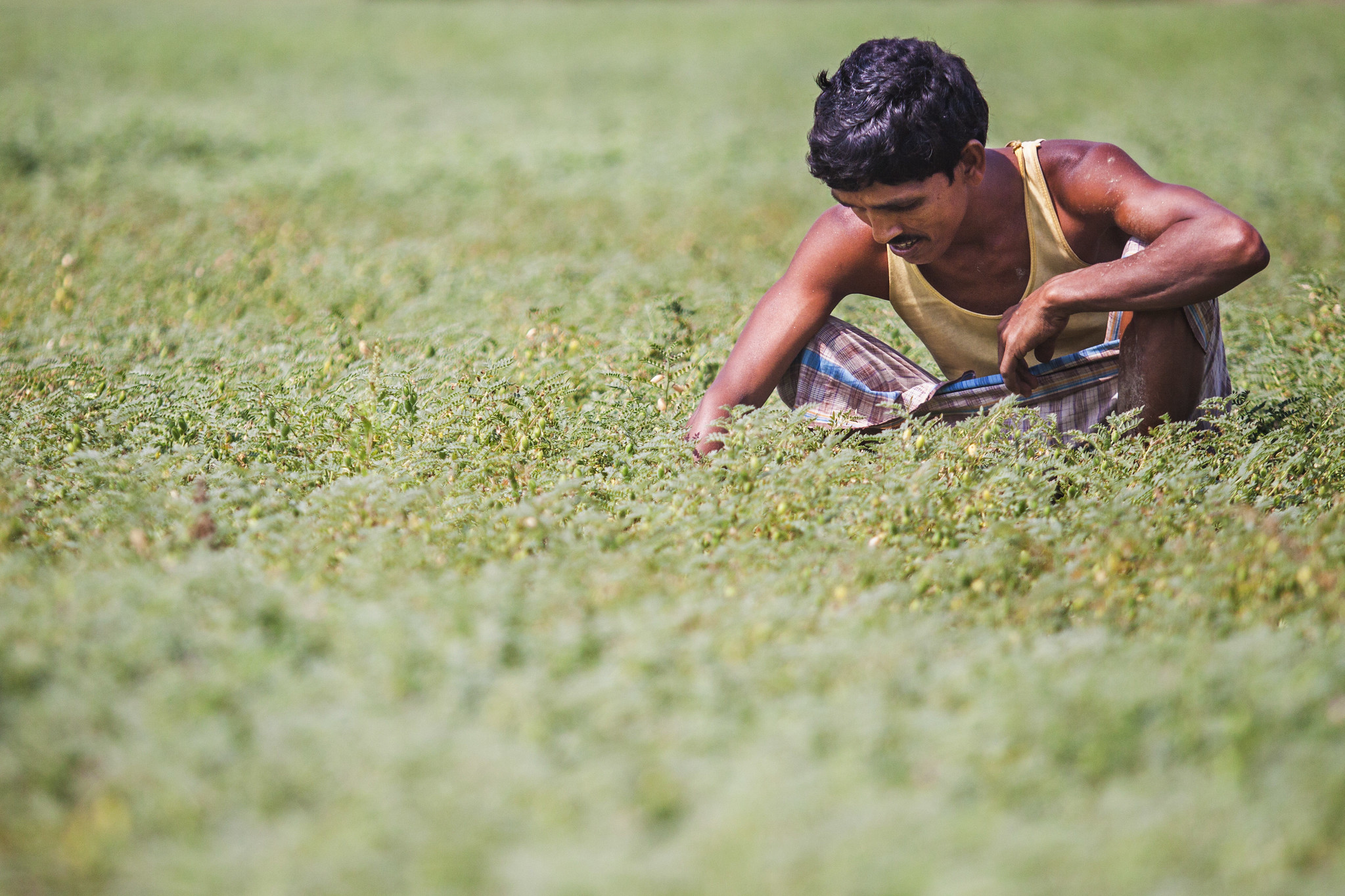 Hafiz Uddin, a farmer from Ulankhati, Tanpuna, Barisal, Bangladesh. He used seeder fertilizer drills to plant mung beans on one acre of land, which resulted in a better yield than planting manually. (Photo: Ranak Martin)