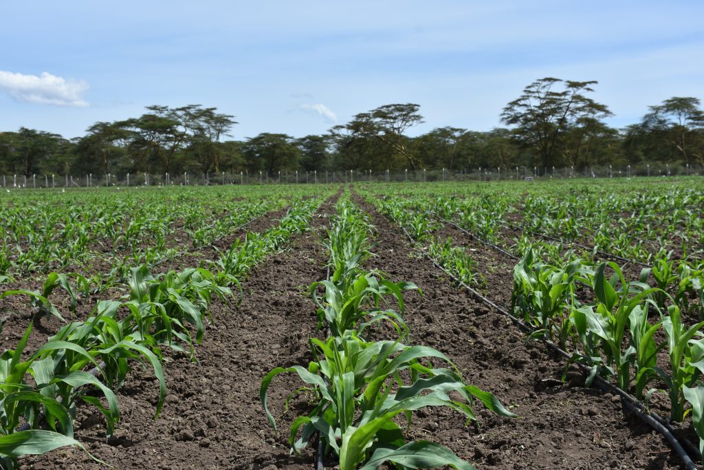 Maize plants at the MLN screening facility in Naivasha, Kenya. (Photo: Jennifer Johnson/CIMMYT)