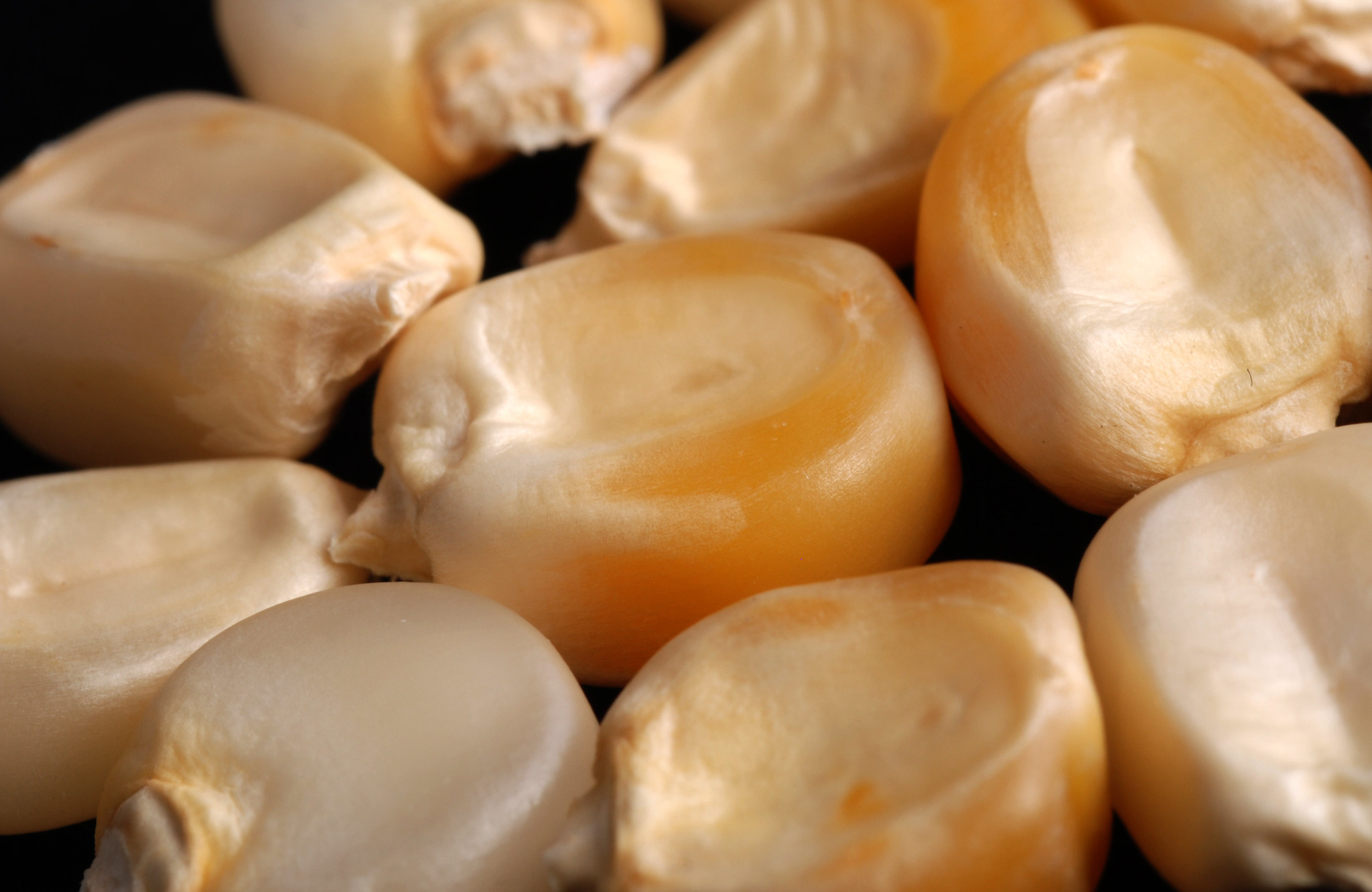 A mixture of maize seeds seen in close-up. (Photo: Xochiquetzal Fonseca/CIMMYT)