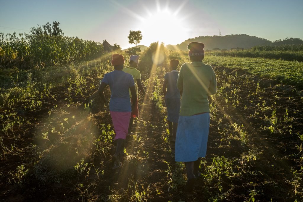 Farmers going home for breakfast in Motoko district, Zimbabwe. (Photo: Peter Lowe/CIMMYT)