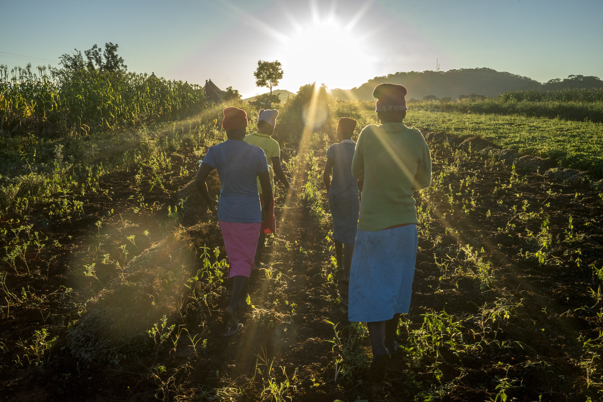 Farmers going home for breakfast in Motoko district, Zimbabwe. (Photo: Peter Lowe/CIMMYT)