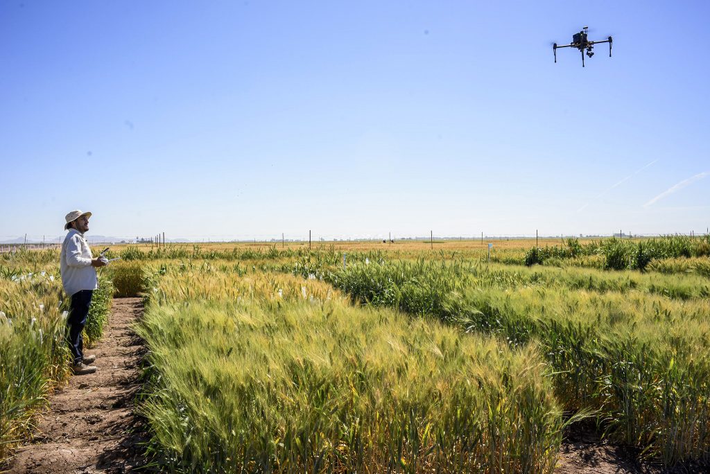 CIMMYT scientist Francisco Pinto operates a drone over wheat plots at CIMMYT's experimental station in Ciudad Obregon, Mexico. (Photo: Alfonso Cortés/CIMMYT)