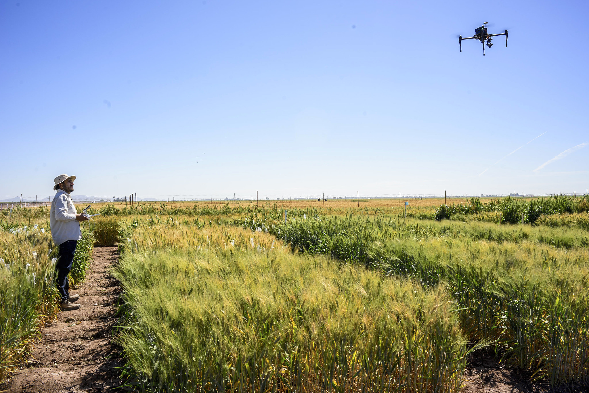 CIMMYT scientist Francisco Pinto operates a drone over wheat plots at CIMMYT's experimental station in Ciudad Obregon, Mexico. (Photo: Alfonso Cortés/CIMMYT)