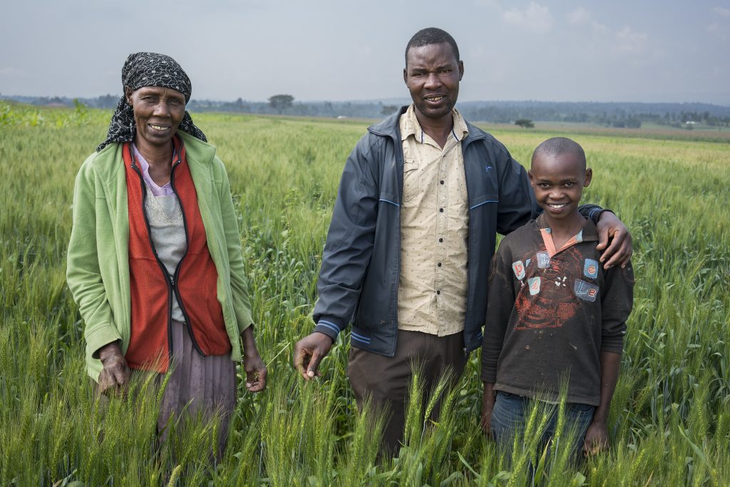 Family farmer Geofrey Kurgat (center) with his mother Elice Tole (left) and his nephew Ronny Kiprotich in their 1-acre field of Korongo wheat near Belbur, Nukuru, Kenya. (Photo: Peter Lowe/CIMMYT)