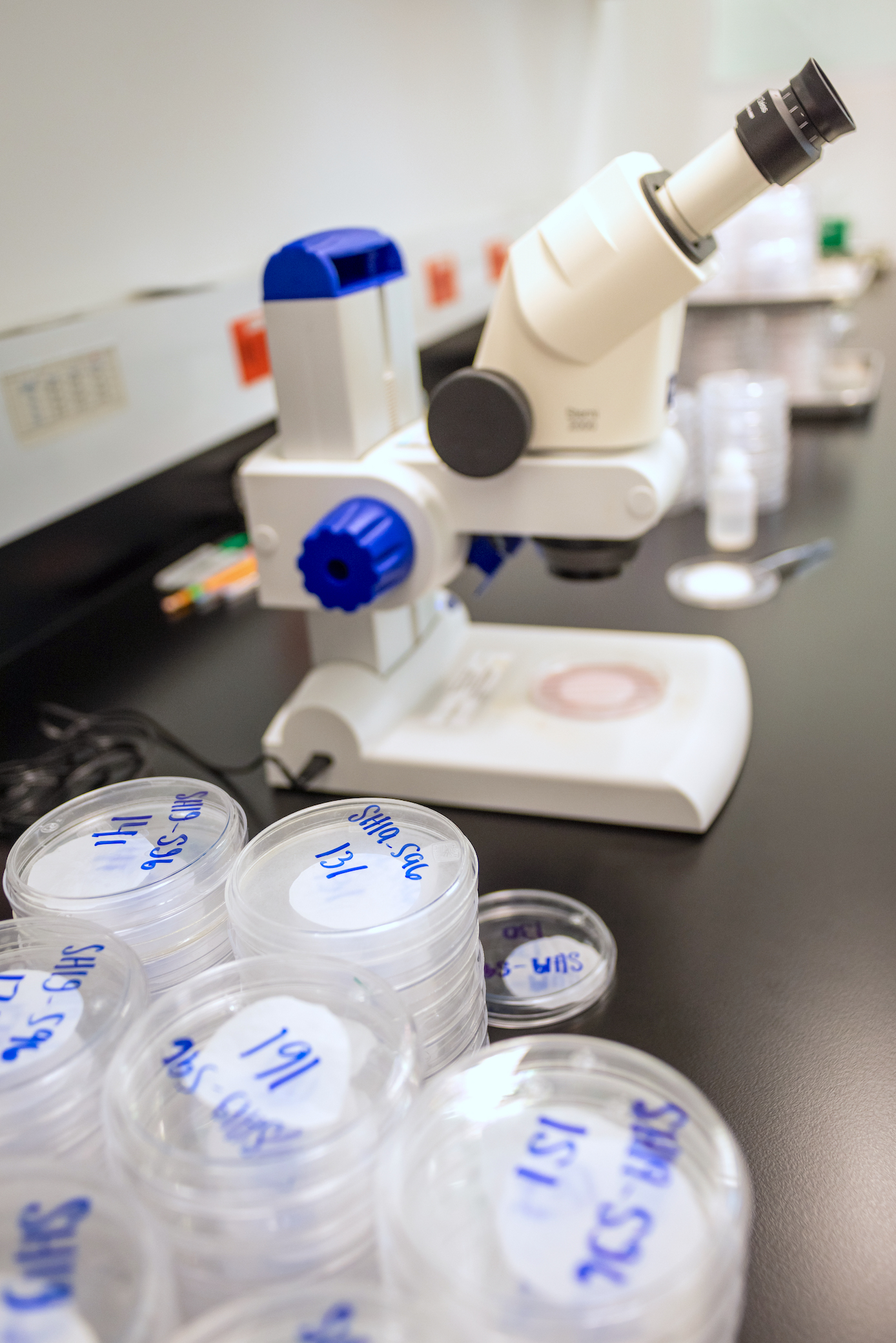 Petri dishes and a microscope in Amos Alakonya's lab. (Photo: Eleusis Llanderal/CIMMYT)