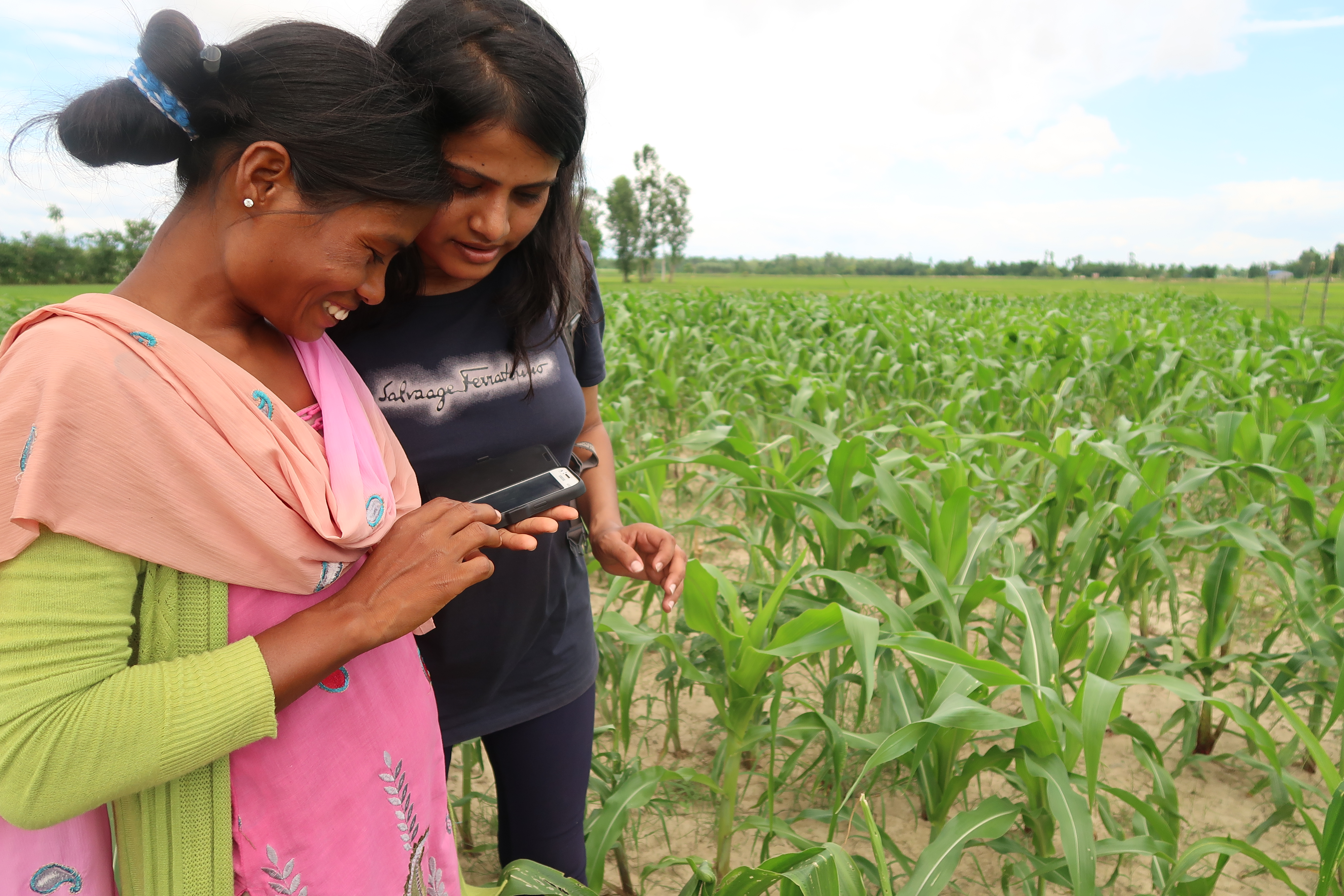 Background image for CIMMYT