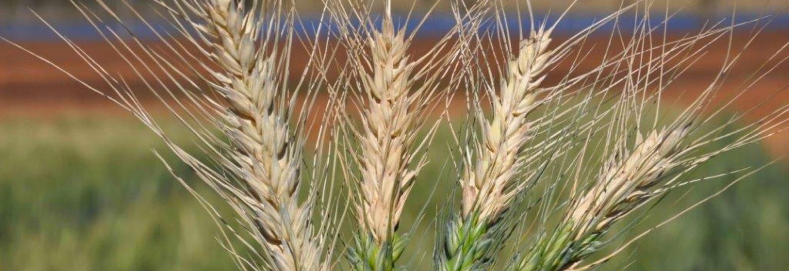 Background image for CIMMYT