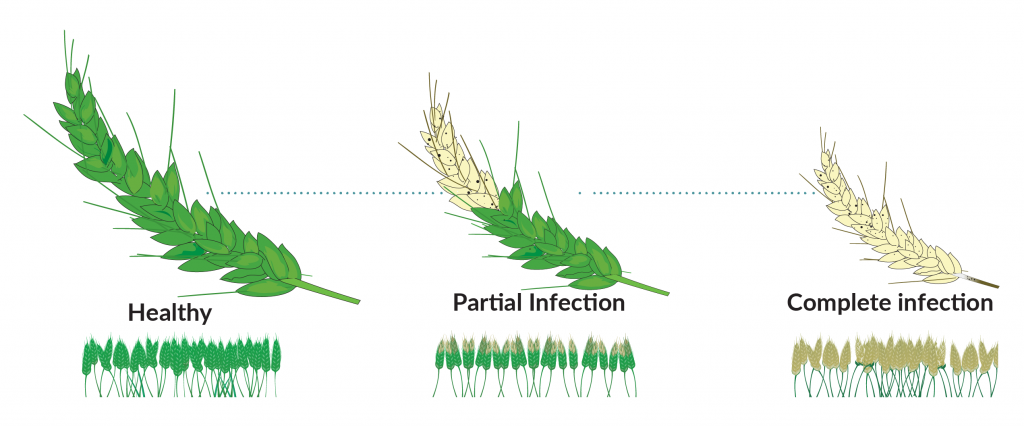 The pathogen can infect all aerial wheat plant parts, but maximum damage is done when it infects the wheat ear. It can shrivel and deform the grain in less than a week from first symptoms, leaving farmers no time to act.