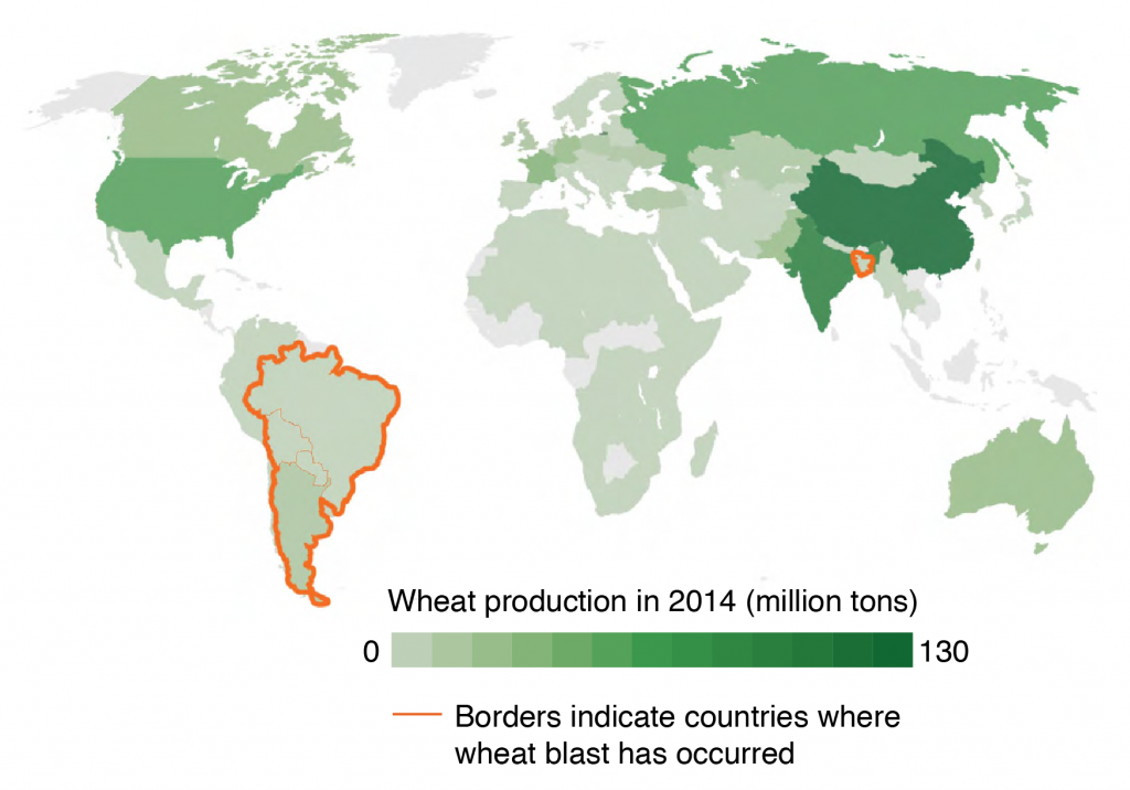 Wheat-producing countries and presence of wheat blast.