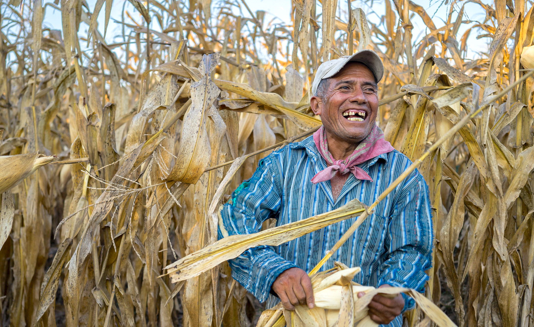 Field worker Lain Ochoa Hernandez harvests a plot of maize grown with conservation agriculture techniques in Nuevo México, Chiapas, Mexico. (Photo: P. Lowe/CIMMYT)