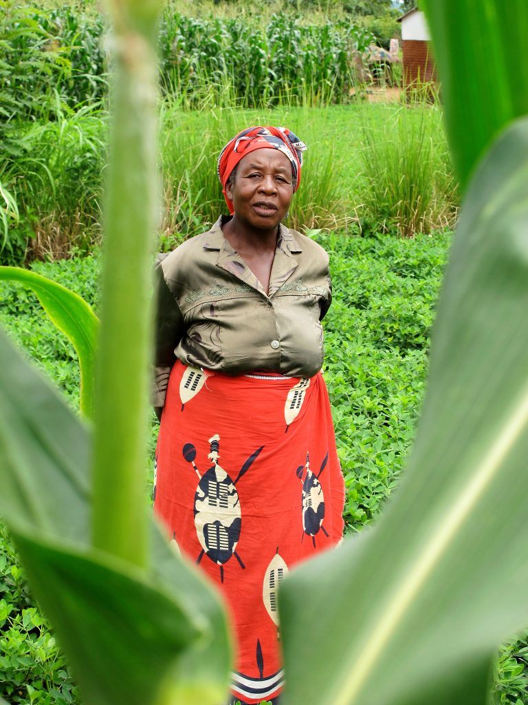 Belita Maleko, a farmer in Nkhotakota, central Malawi, sowed cowpea as an intercrop in one of her maize plots, grown under conservation agriculture principles. (Photo: T. Samson/CIMMYT)