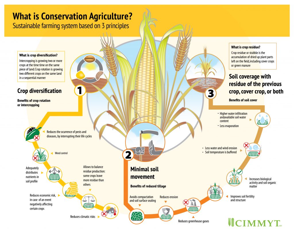 What is conservation agriculture? CIMMYT