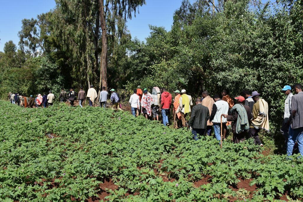 Farmers walk by irrigated potato fields during a field day to learn about the use of small-scale agricultural mechanization. (Photo: Simret Yasabu/CIMMYT)