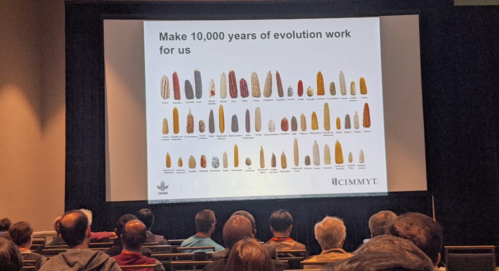 Sarah Hearne presents on the smart use of germplasm banks to accelerate the development of better wheat and maize varieties. (Photo: Francisco Gomez)