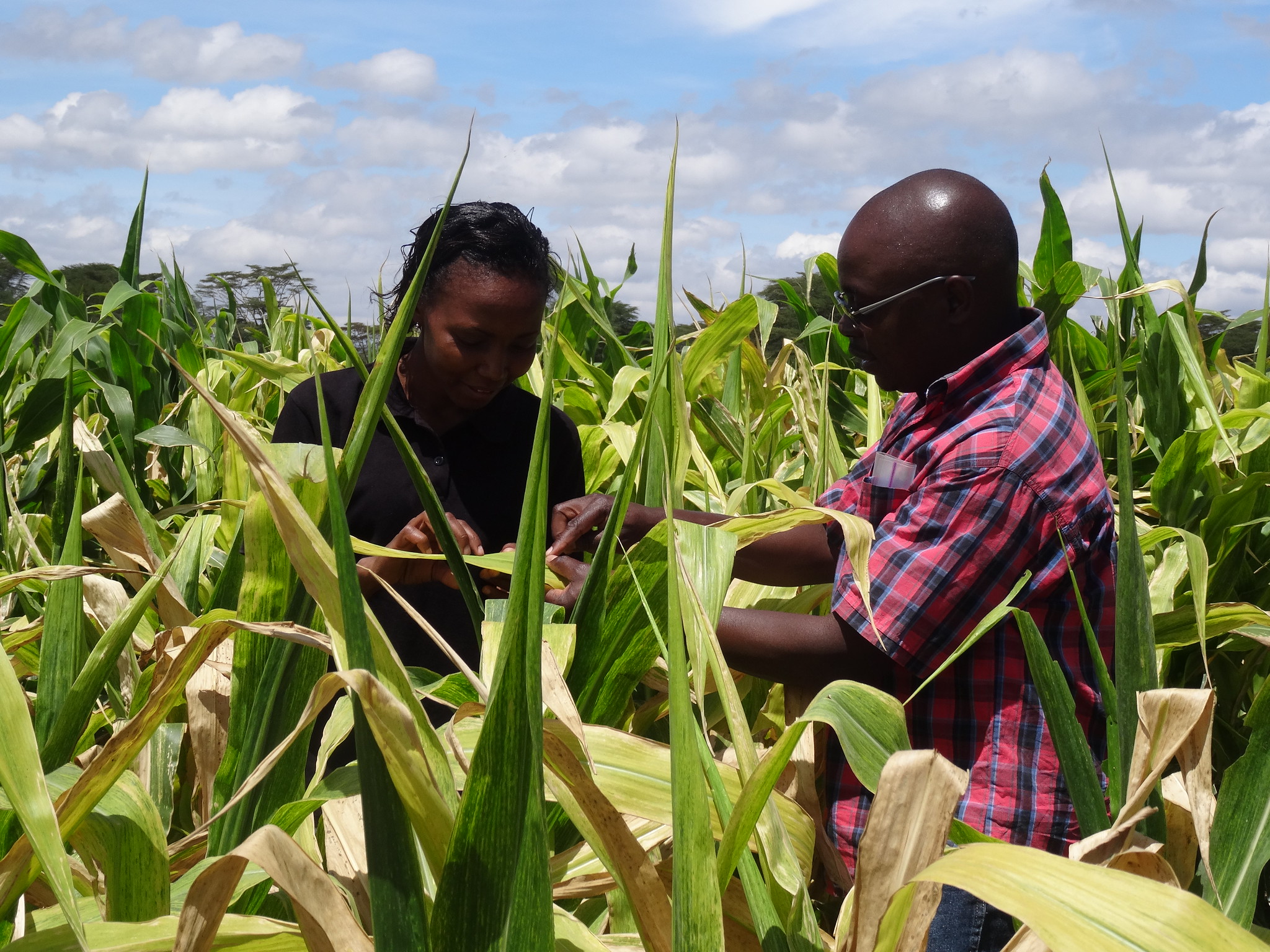 Background image for CIMMYT