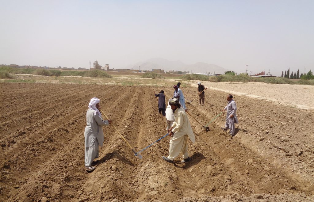 A maize field is prepared manually for planting in Balochistan province, Pakistan. (Photo: CIMMYT)