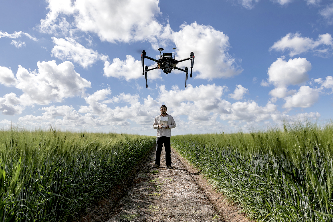 Remote sensing specialist Francisco Pinto operates a UAV at CIMMYT's research station in Ciudad Obregón, in Mexico's Sonora state.