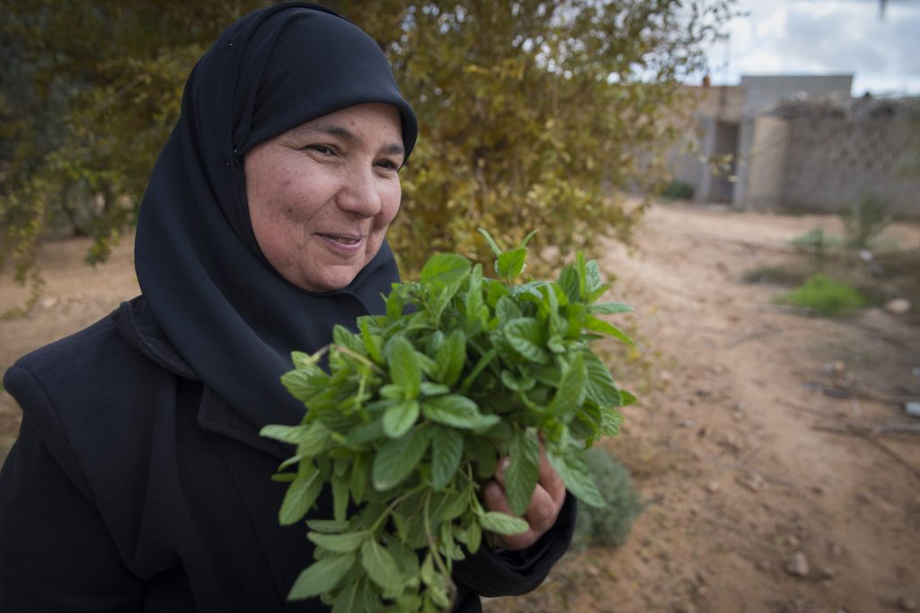 Building resilience for smallholder farmers in marginal drylands. (Photo: ICARDA)