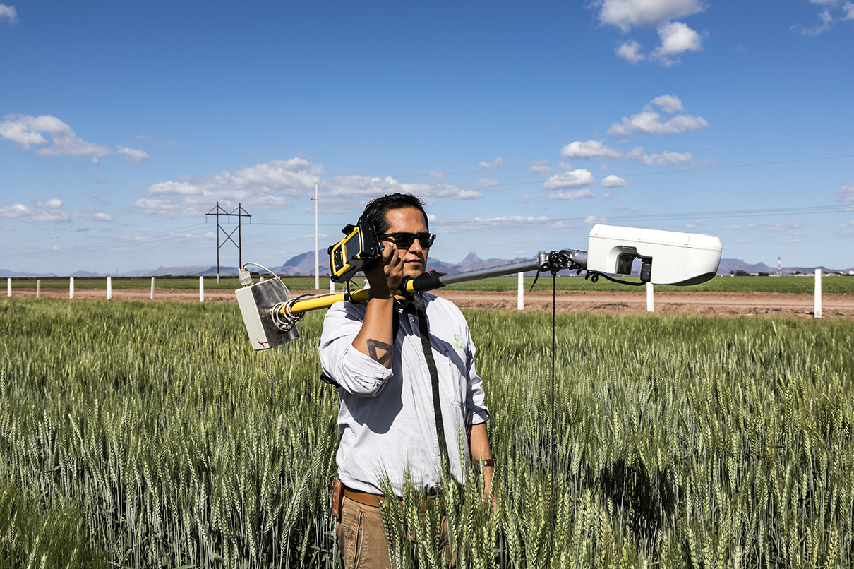 A researcher collects field data at CIMMYT’s experiment station in Ciudad Obregón, Mexico. (Photo: Alfonso Cortés/CIMMYT)
