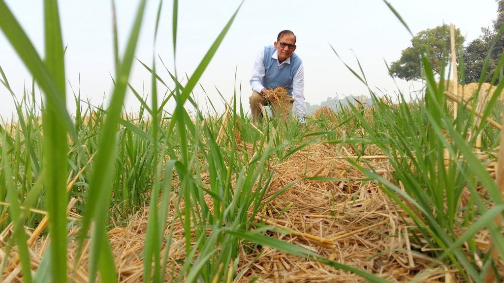 Wheat crop in conservation agriculture. (Photo: Vedachalam Dakshinamurthy/CIMMYT)