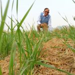 Wheat crop in conservation agriculture. (Photo: Vedachalam Dakshinamurthy/CIMMYT)