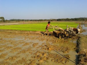 Land preparation on a rice field with a two-wheel tractor. (Photo: Vedachalam Dakshinamurthy/CIMMYT)